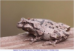 Hyla japonica