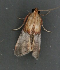 Cacozelia basiochrealis