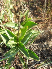 Penstemon cobaea