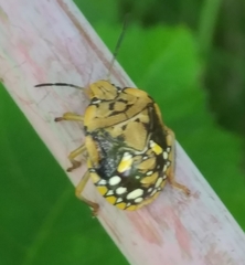 Orsilochides scurrilis