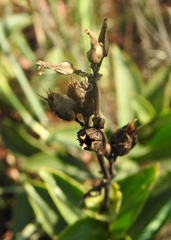 Penstemon cobaea
