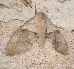 Pachysphinx modesta