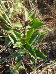 Penstemon cobaea