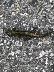Ambystoma macrodactylum