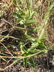 Penstemon cobaea