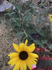 Helianthus
