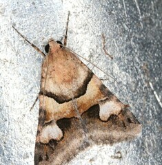 Drasteria pallescens