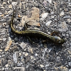 Ambystoma macrodactylum