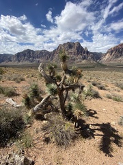 Yucca brevifolia