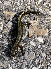 Ambystoma macrodactylum