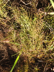 Lechea tenuifolia