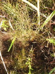 Lechea tenuifolia