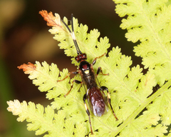 Cratichneumon