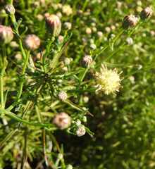 Brickellia eupatorioides