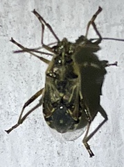 Liorhyssus