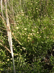Brickellia eupatorioides