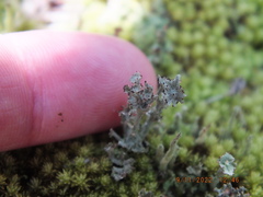 Cladonia rappii