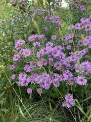 Symphyotrichum novae-angliae