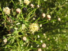 Brickellia eupatorioides