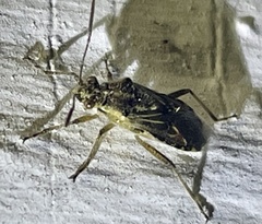 Liorhyssus