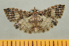 Alucita phricodes
