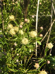 Brickellia eupatorioides