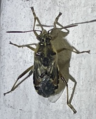 Liorhyssus