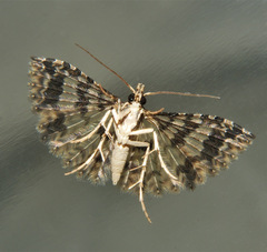Alucita phricodes