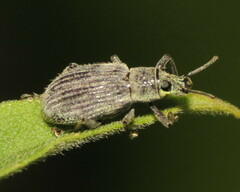 Cyrtepistomus castaneus
