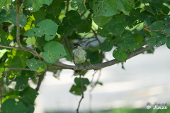 Pycnonotus aurigaster