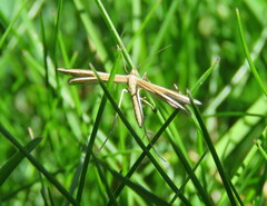 Pterophorus innotatalis