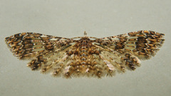 Alucita phricodes