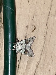 Lacinipolia implicata