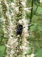 Melissodes bimaculatus