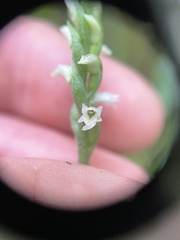 Spiranthes ovalis erostellata
