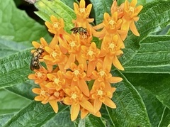 Augochlorella aurata