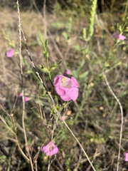 Agalinis heterophylla
