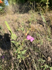 Agalinis heterophylla
