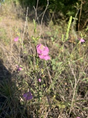 Agalinis heterophylla