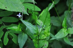 Carlowrightia parviflora
