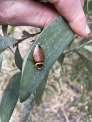 Ellipsidion australe
