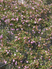 Zanthoxyloideae