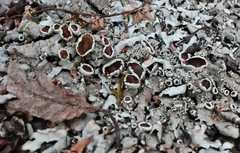Xanthoparmelia cumberlandia