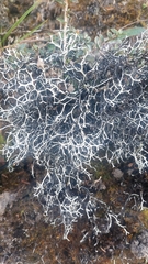 Pseudevernia