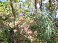 Erigeron sumatrensis