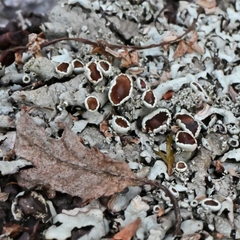 Xanthoparmelia cumberlandia