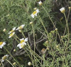 Pulicaria dysenterica
