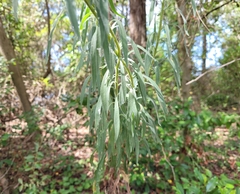 Erigeron sumatrensis