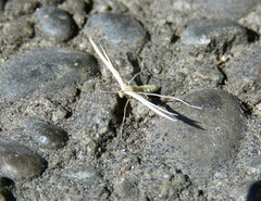 Pterophorus innotatalis