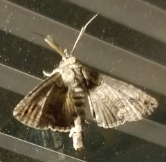 Paectes abrostoloides